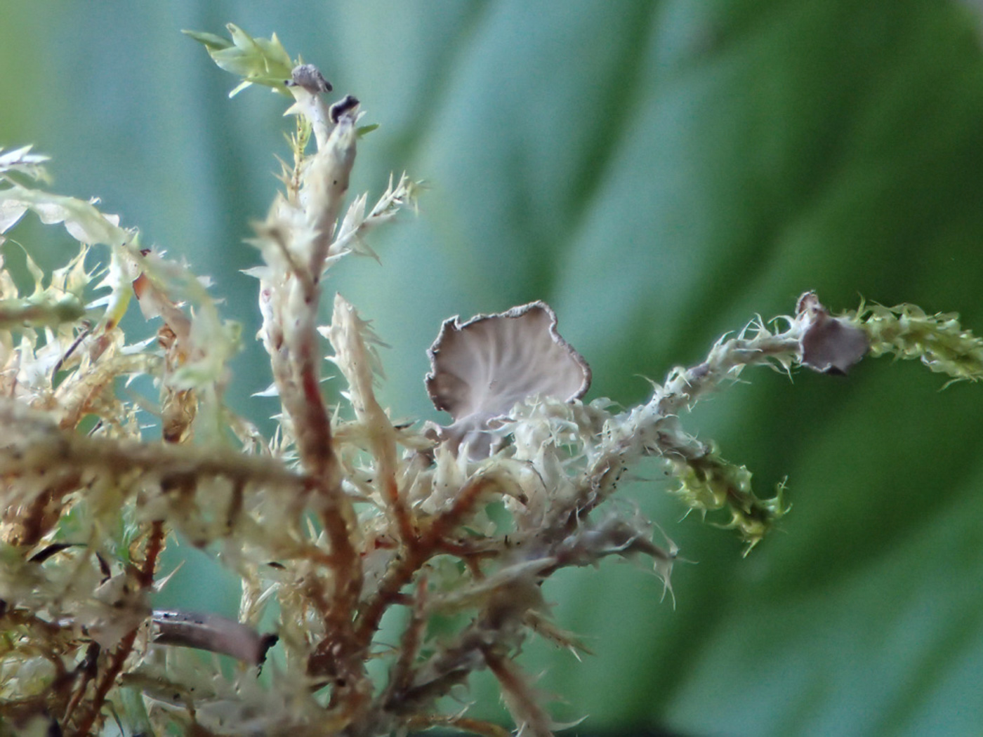 Photo © Sarah Ebdon Arrhenia retiruga by Sarah Ebdon